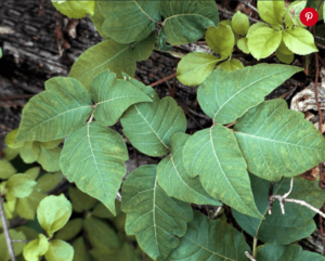 poison boxelder identification