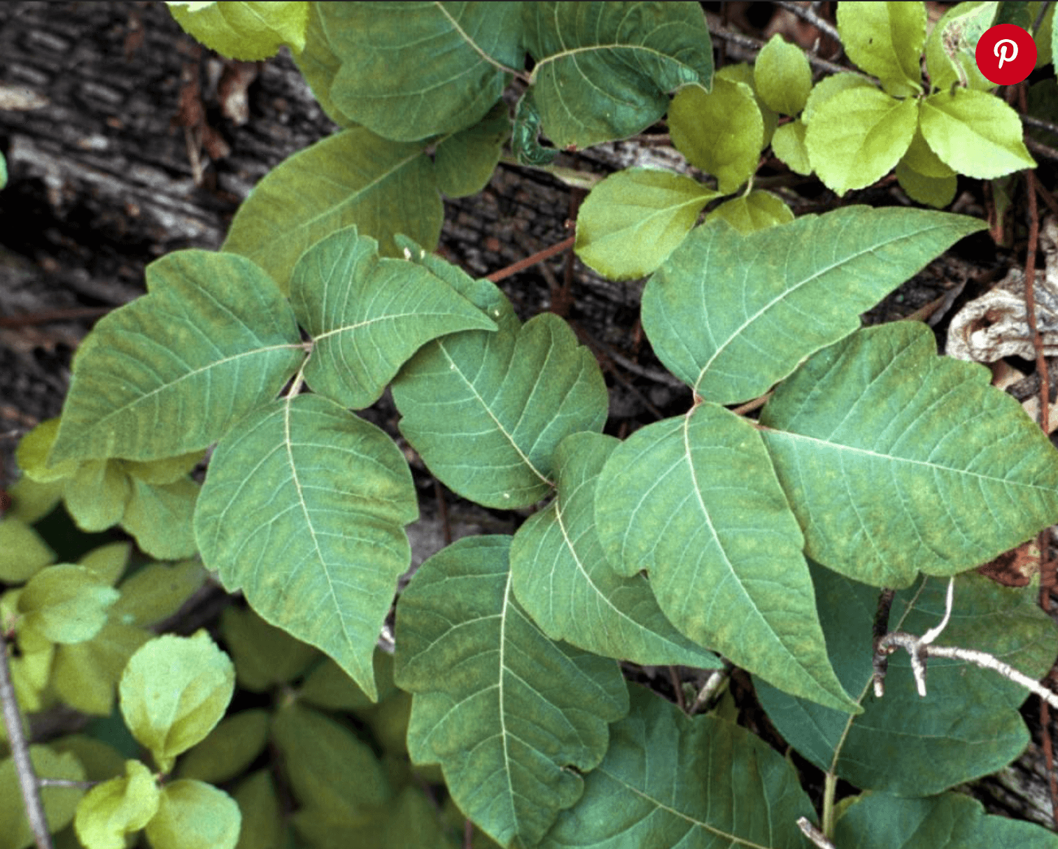 Box Elder vs Poison Ivy