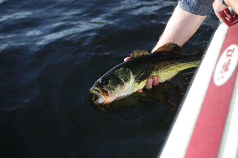 Can You Eat Bass? Myths & Misconceptions Explained!