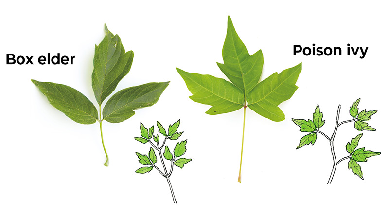 boxelder-vs-poison-ivy-identification
